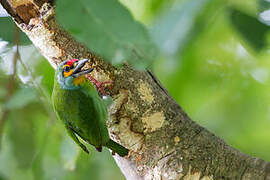 Crimson-fronted Barbet