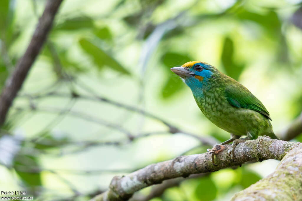 Yellow-fronted Barbetadult, identification