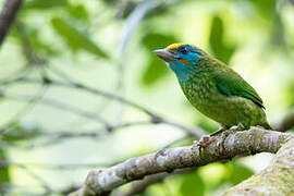 Yellow-fronted Barbet