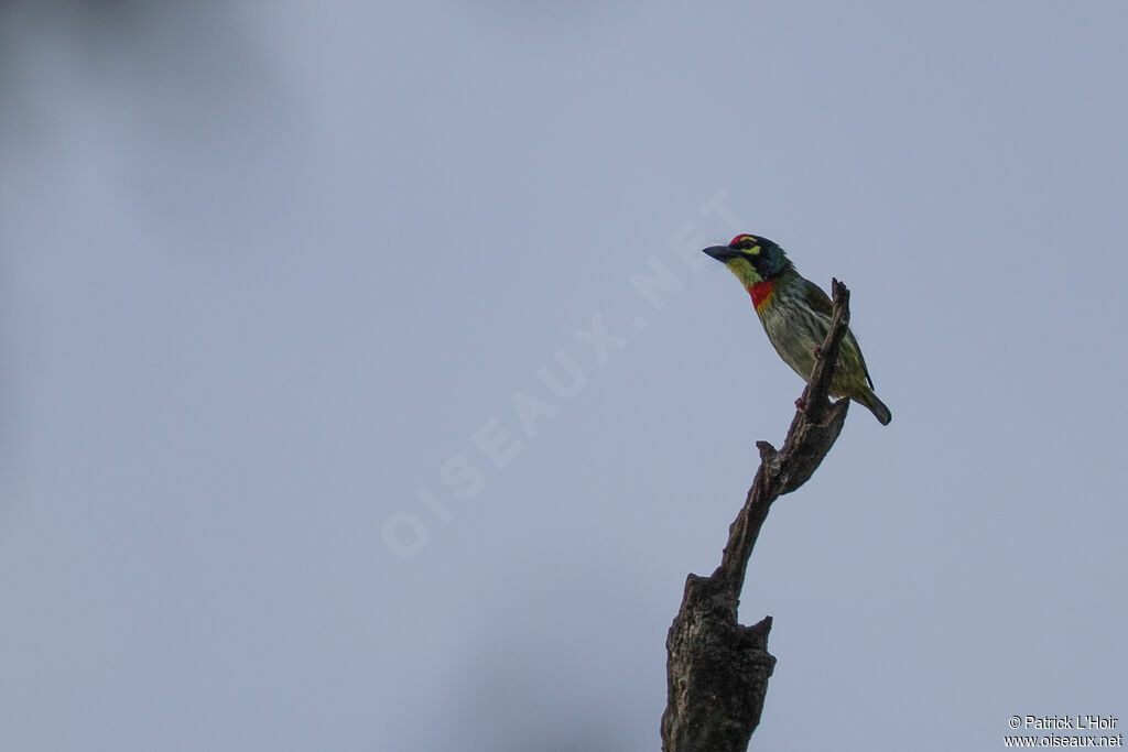 Barbu à plastron rouge