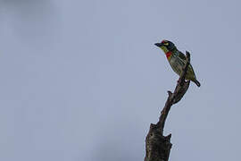 Coppersmith Barbet