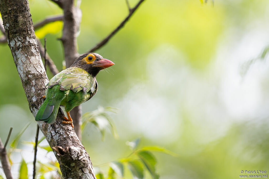 Brown-headed Barbet