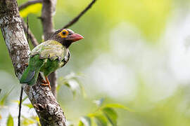 Brown-headed Barbet