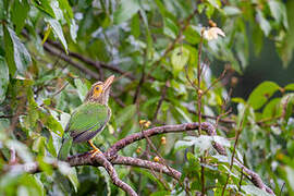 Brown-headed Barbet