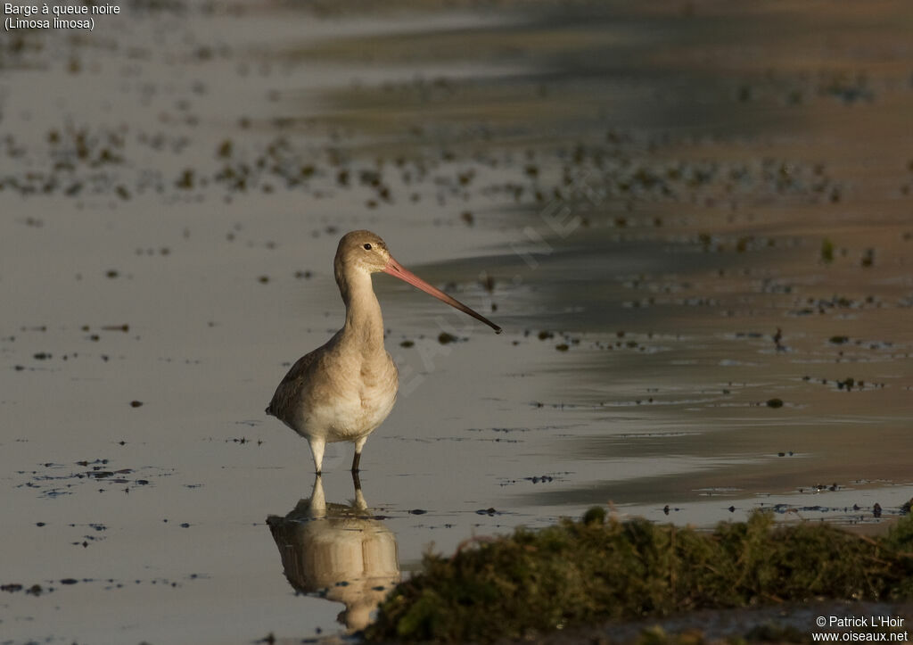 Black-tailed Godwit