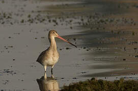 Black-tailed Godwit