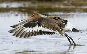 Black-tailed Godwit