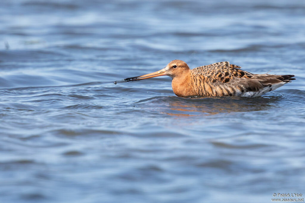 Black-tailed Godwit