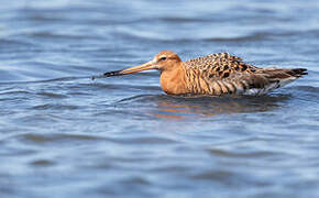 Black-tailed Godwit