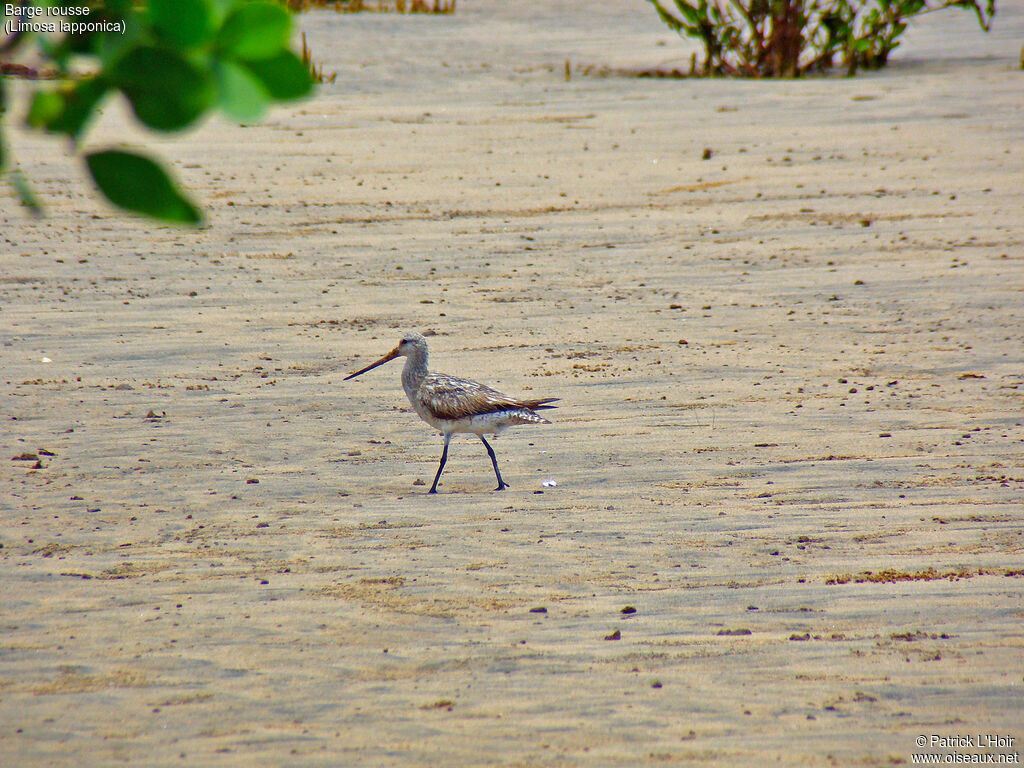 Bar-tailed Godwit