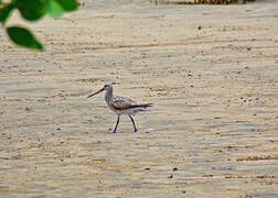 Bar-tailed Godwit