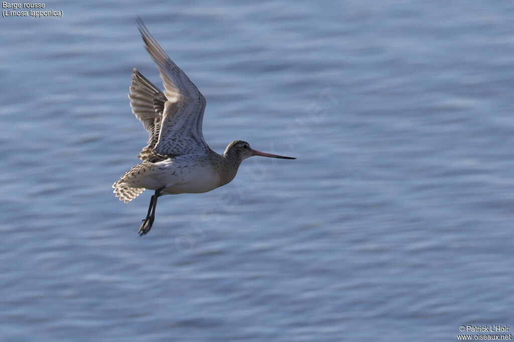 Bar-tailed Godwit