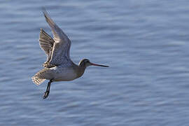 Bar-tailed Godwit