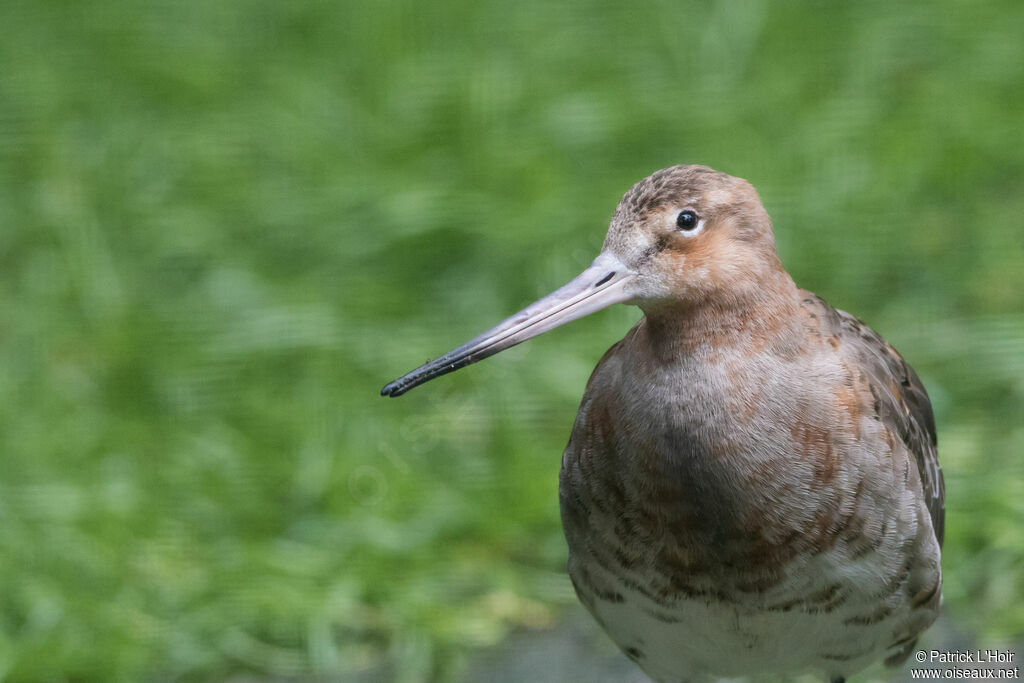 Bar-tailed Godwit