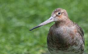 Bar-tailed Godwit