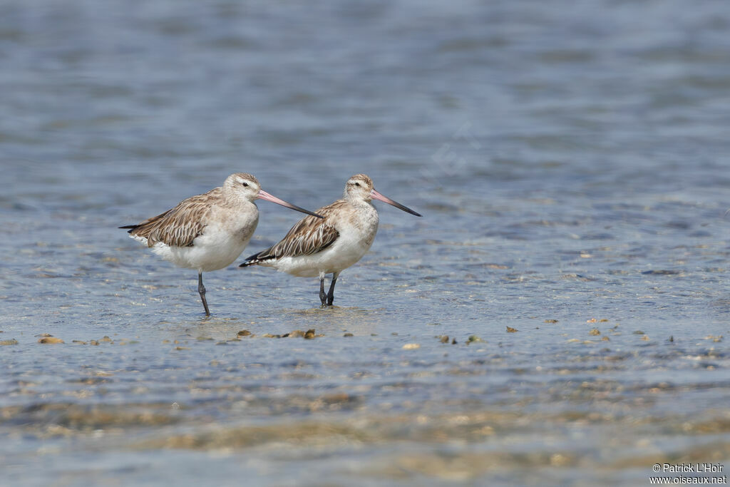 Bar-tailed Godwit