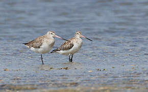 Bar-tailed Godwit