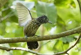 Black-hooded Antshrike