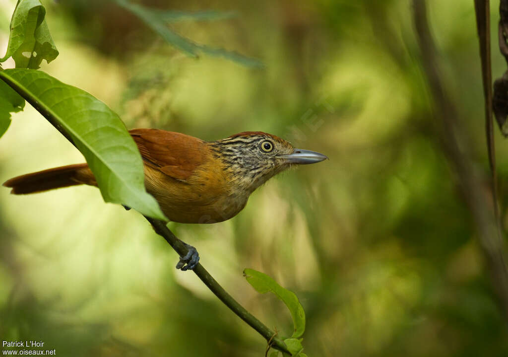 Barred Antshrike female adult, Behaviour