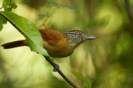 Barred Antshrike