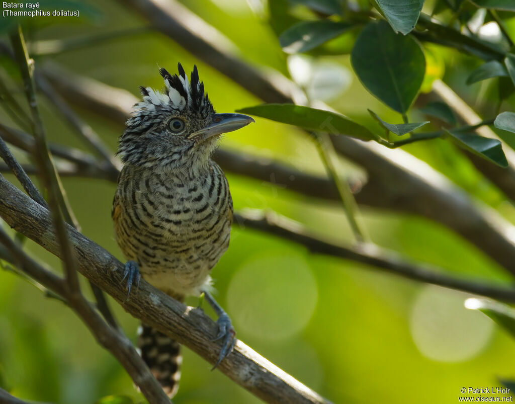 Barred Antshrike male adult, identification