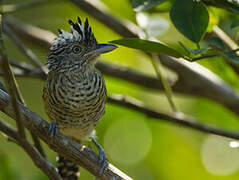 Barred Antshrike