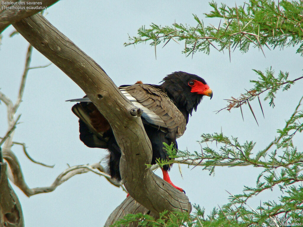 Bateleur