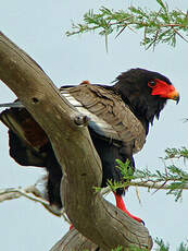 Bateleur des savanes