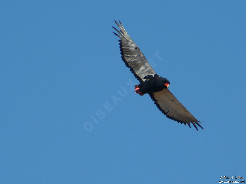 Bateleur