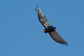 Bateleur des savanes