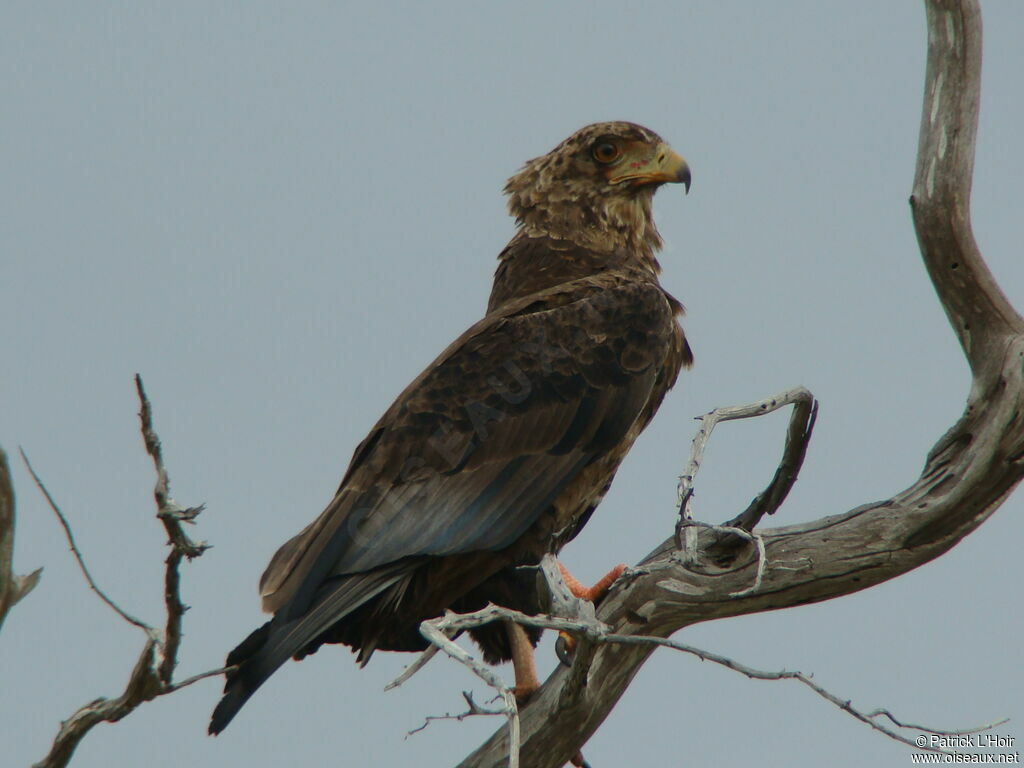 Bateleur des savanesjuvénile