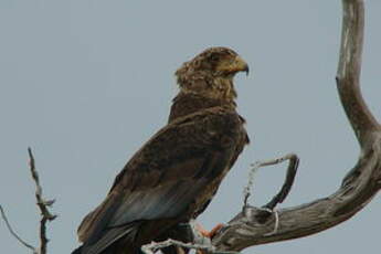 Bateleur des savanes