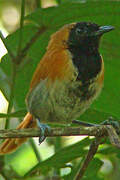 Black-faced Rufous Warbler