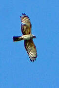 African Cuckoo-Hawk