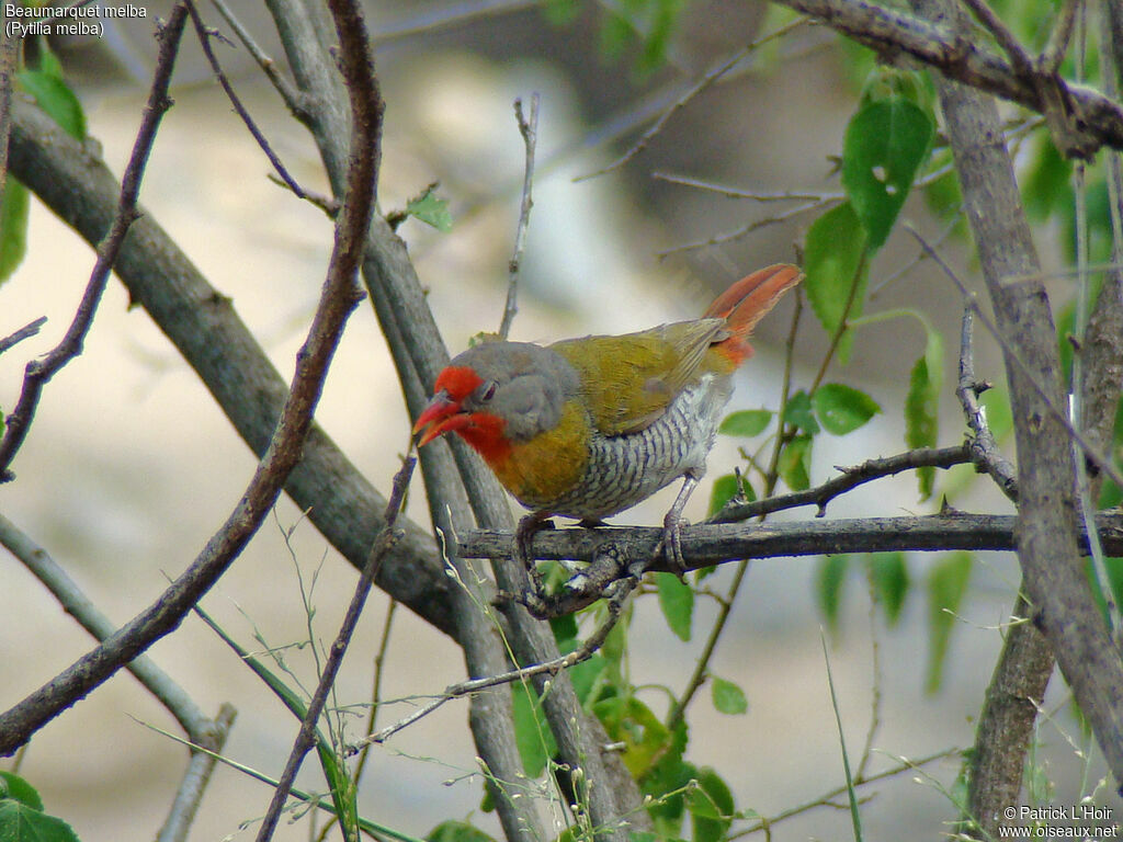 Green-winged Pytilia