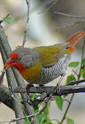 Green-winged Pytilia