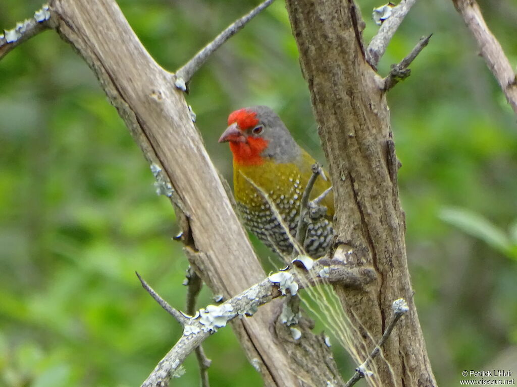 Green-winged Pytilia