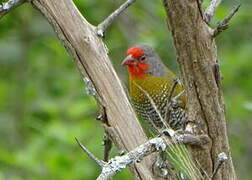 Green-winged Pytilia