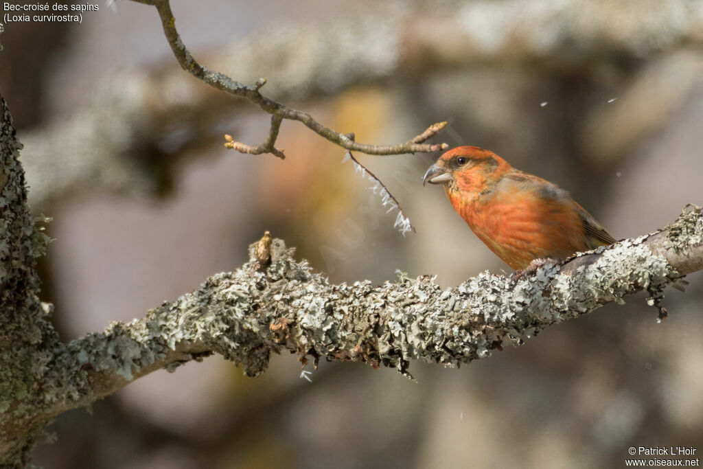 Red Crossbill male adult