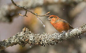 Red Crossbill