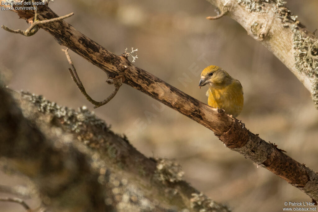 Red Crossbill female adult