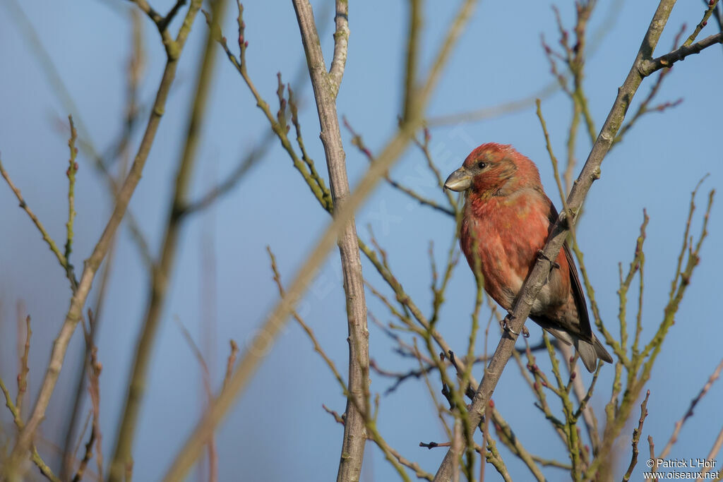 Parrot Crossbill male adult post breeding