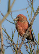 Parrot Crossbill