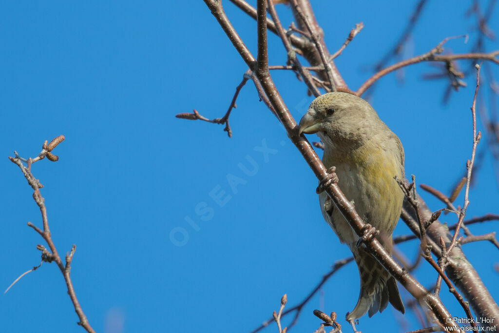 Parrot Crossbill female adult post breeding