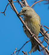 Parrot Crossbill