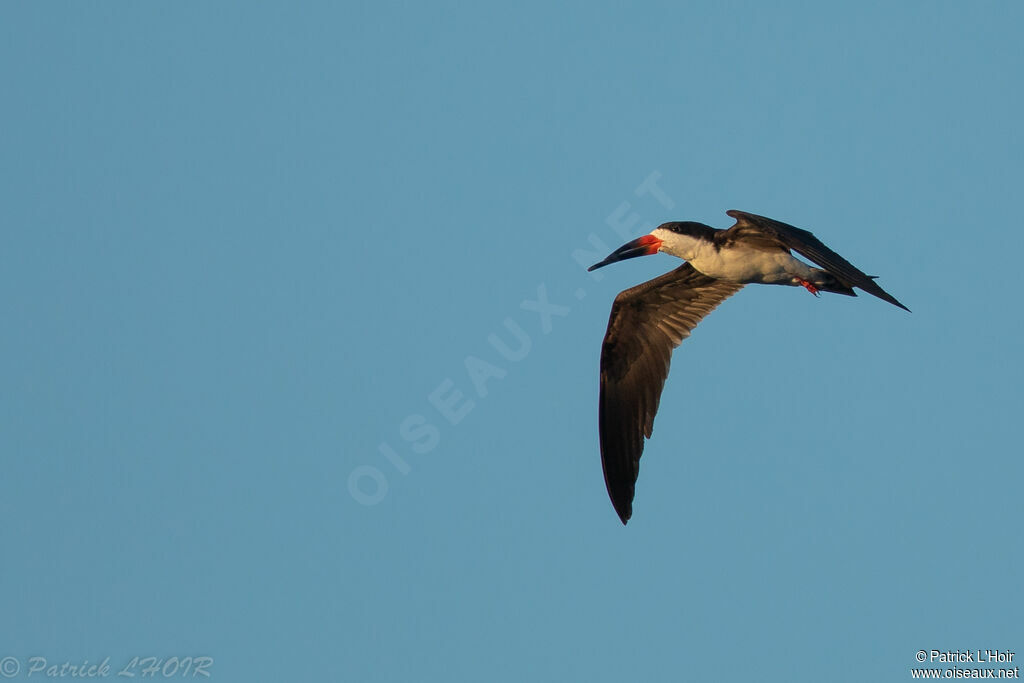 Black Skimmer