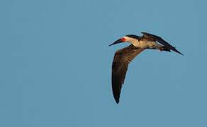 Black Skimmer