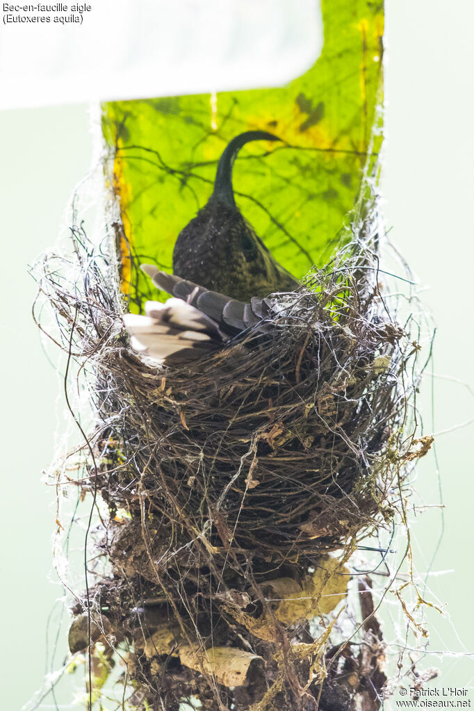 White-tipped Sicklebill female adult, close-up portrait, Reproduction-nesting