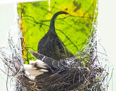 White-tipped Sicklebill