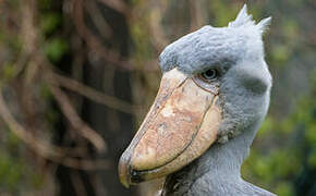 Shoebill